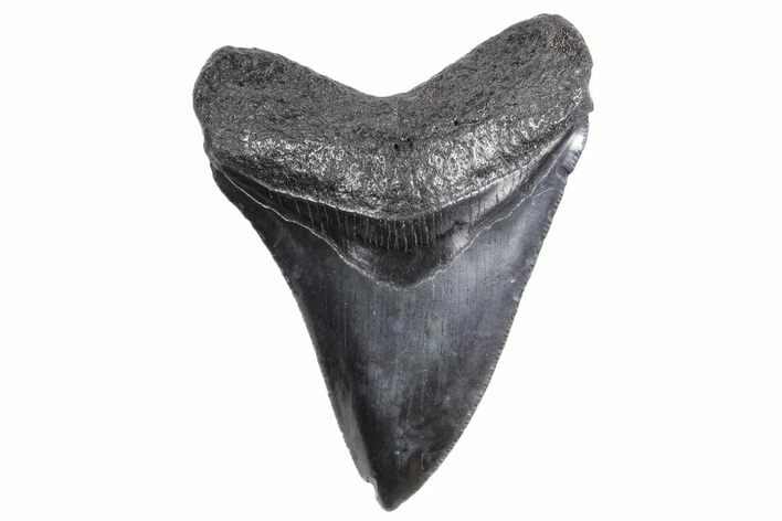 Serrated, Fossil Megalodon Tooth - South Carolina #358997